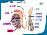 人教版七下生物 1.2人的生殖 课件