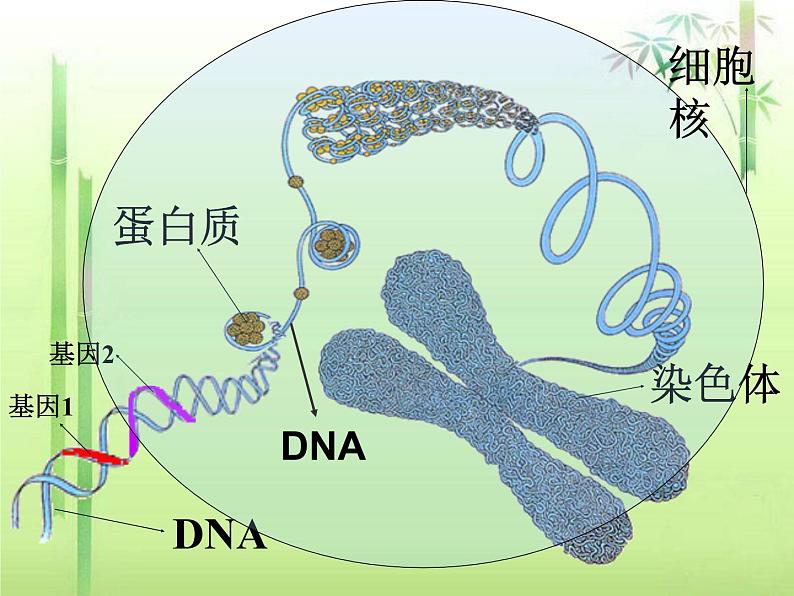 人教版八下生物 7.2.2基因在亲子代间的传递 课件第3页