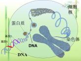 人教版八下生物 7.2.2基因在亲子代间的传递 课件