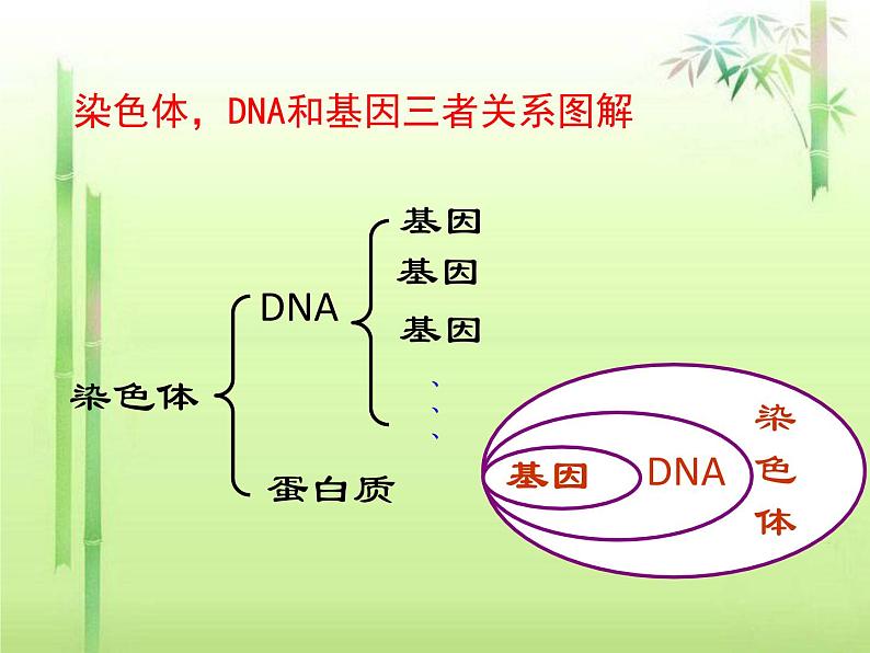 人教版八下生物 7.2.2基因在亲子代间的传递 课件第5页