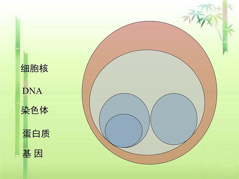 人教版八下生物 7.2.2基因在亲子代间的传递 课件第6页