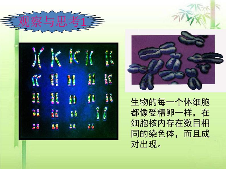 人教版八下生物 7.2.2基因在亲子代间的传递 课件第8页