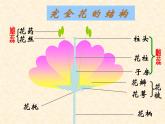 人教版八下生物 7.1.1植物的生殖 课件