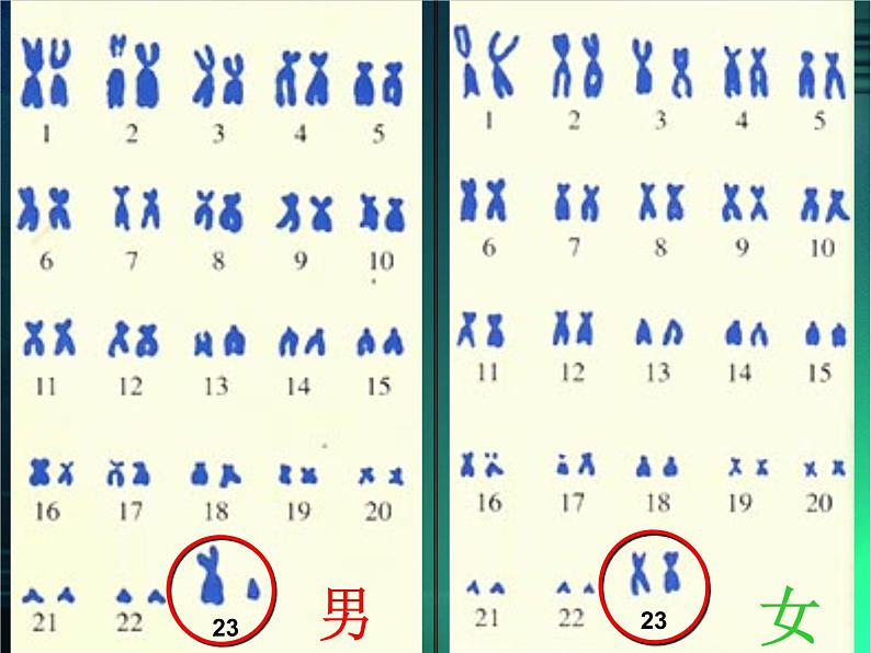 人教版八下生物 7.2.4人的性别遗传 课件03