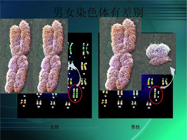 人教版八下生物 7.2.4人的性别遗传 课件04