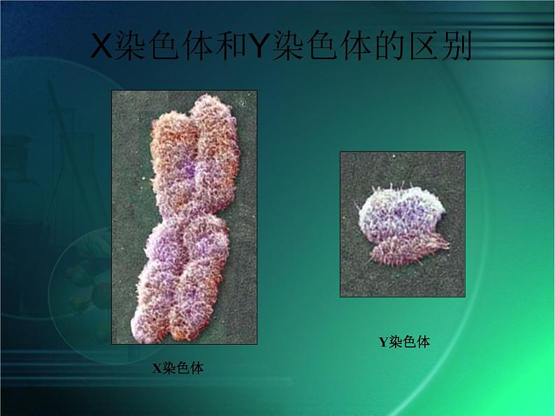 人教版八下生物 7.2.4人的性别遗传 课件05