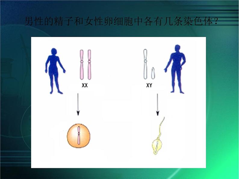 人教版八下生物 7.2.4人的性别遗传 课件06