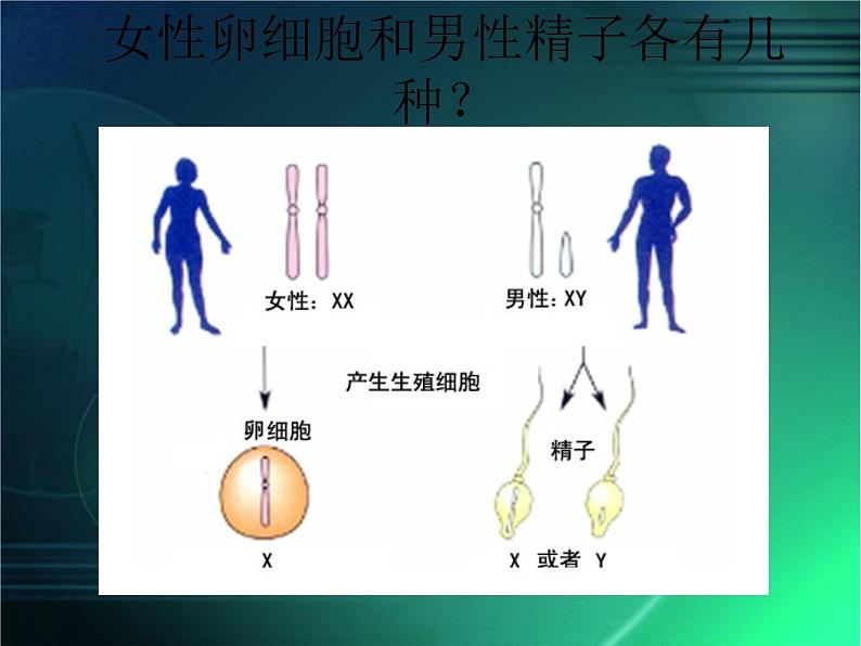 人教版八下生物 7.2.4人的性别遗传 课件07