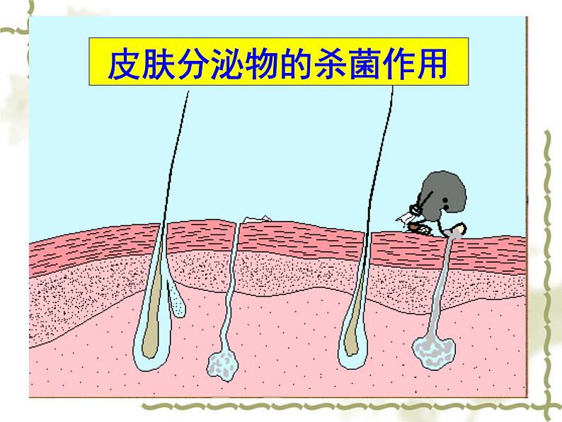 人教版八下生物 8.1.2免疫与计划免疫 课件第6页