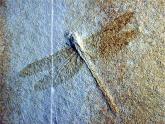 人教版八下生物 7.3.2生物进化的历程 课件