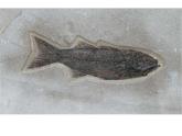 人教版八下生物 7.3.2生物进化的历程 课件