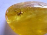 人教版八下生物 7.3.2生物进化的历程 课件