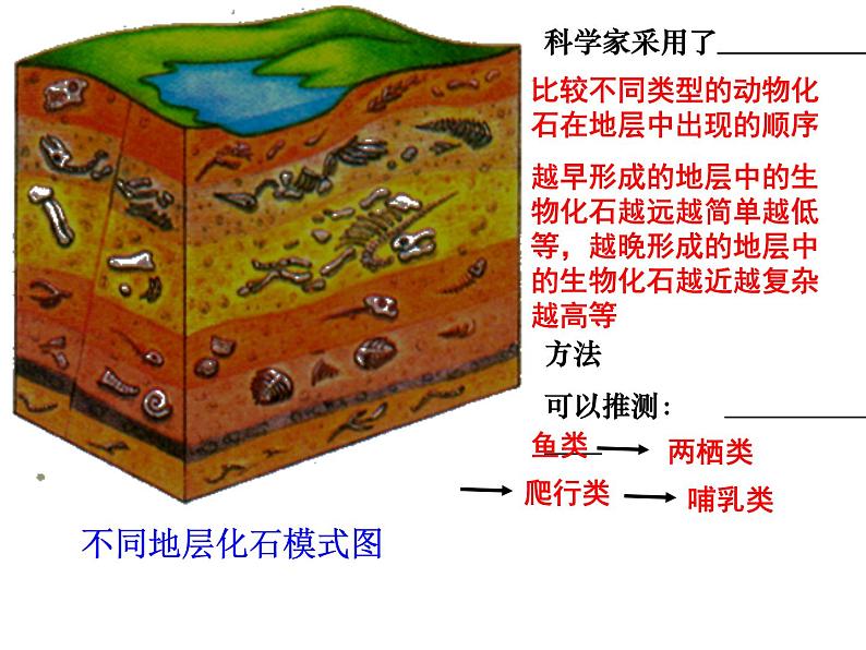 人教版八下生物 7.3.2生物进化的历程 课件07