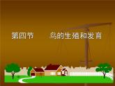 人教版八下生物 7.1.4鸟的生殖和发育 课件