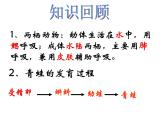人教版八下生物 7.1.4鸟的生殖和发育 课件