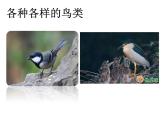 人教版八下生物 7.1.4鸟的生殖和发育 课件