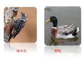 人教版八下生物 7.1.4鸟的生殖和发育 课件