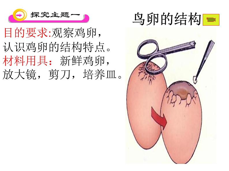 人教版八下生物 7.1.4鸟的生殖和发育 课件08