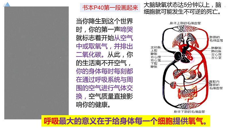 七下第三章第一节《呼吸道对空气的处理》课件PPT02