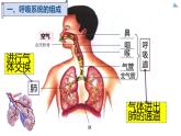 七下第三章第一节《呼吸道对空气的处理》课件PPT