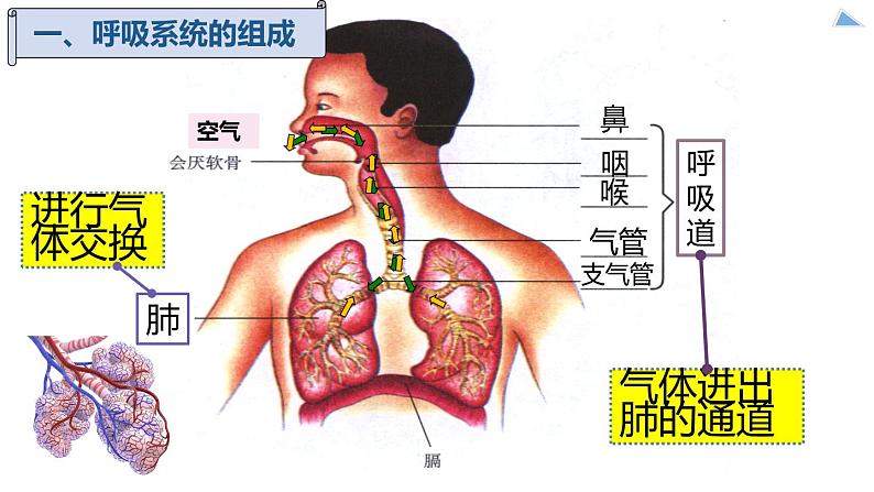 七下第三章第一节《呼吸道对空气的处理》课件PPT04