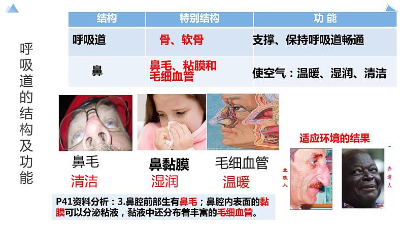 七下第三章第一节《呼吸道对空气的处理》课件PPT08