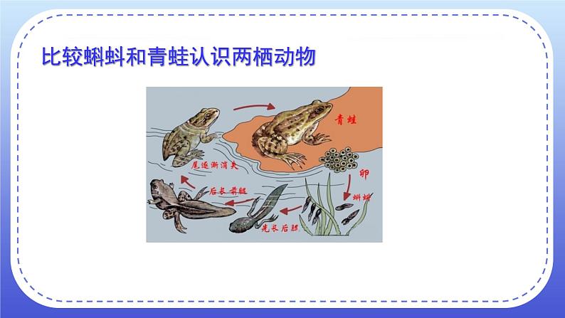 1.5《两栖类和爬行类》教案+课件07