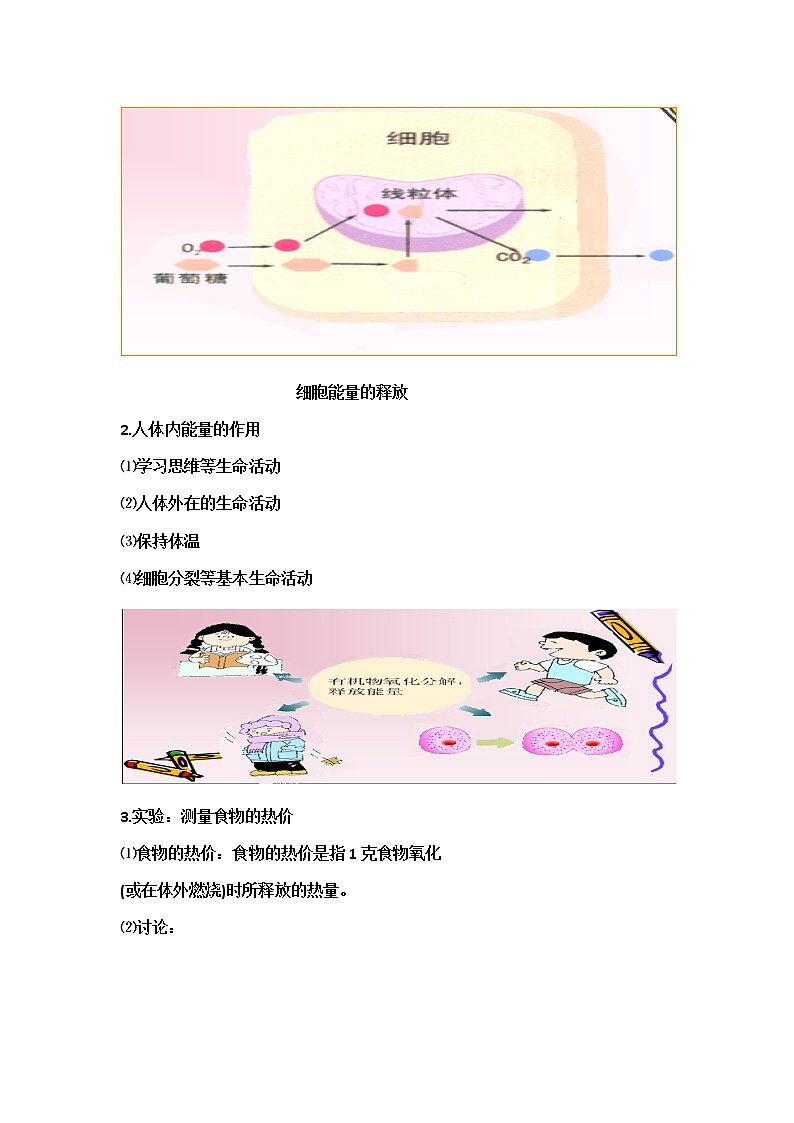 2022年苏教版七年级生物下册第10章第5节人体能量的供给教案 (1)第3页