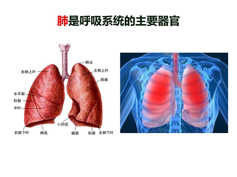 济南版七年级下册生物 2.1人体与外界的气体交换 课件05