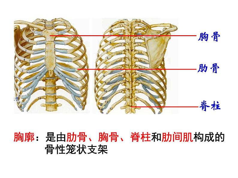 济南版七年级下册生物 2.1人体与外界的气体交换 课件06