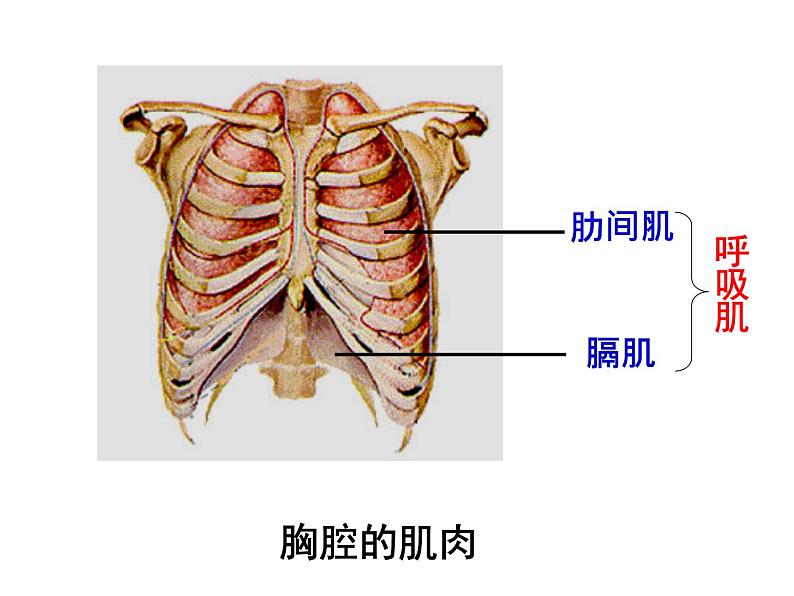 济南版七年级下册生物 2.1人体与外界的气体交换 课件07