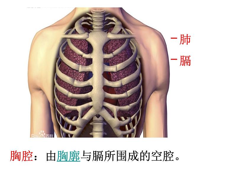 济南版七年级下册生物 2.1人体与外界的气体交换 课件08