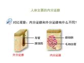 济南版七年级下册生物 5.1人体的激素调节 课件