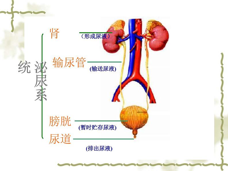 济南版七年级下册生物 4.1尿液的形成和排出 课件05