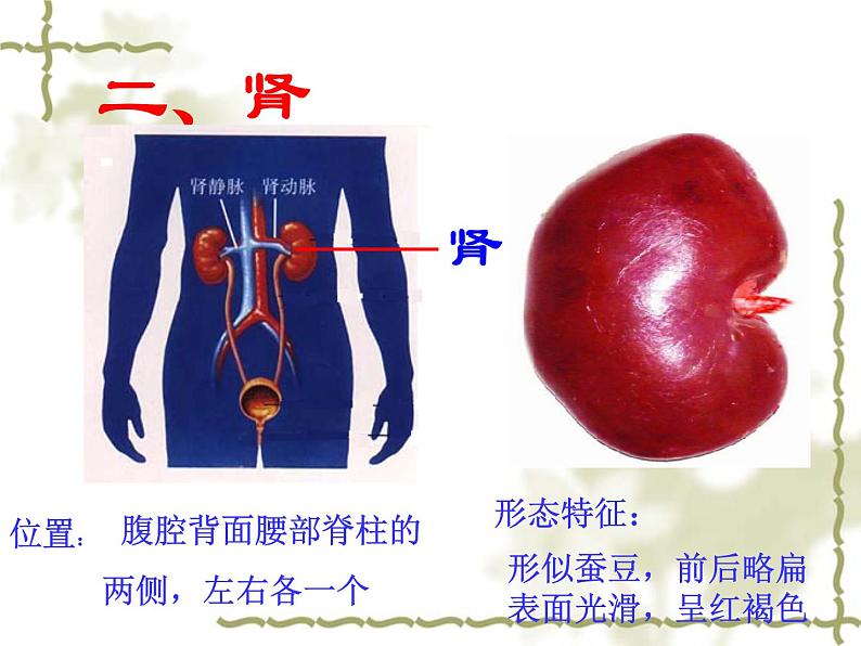 济南版七年级下册生物 4.1尿液的形成和排出 课件06