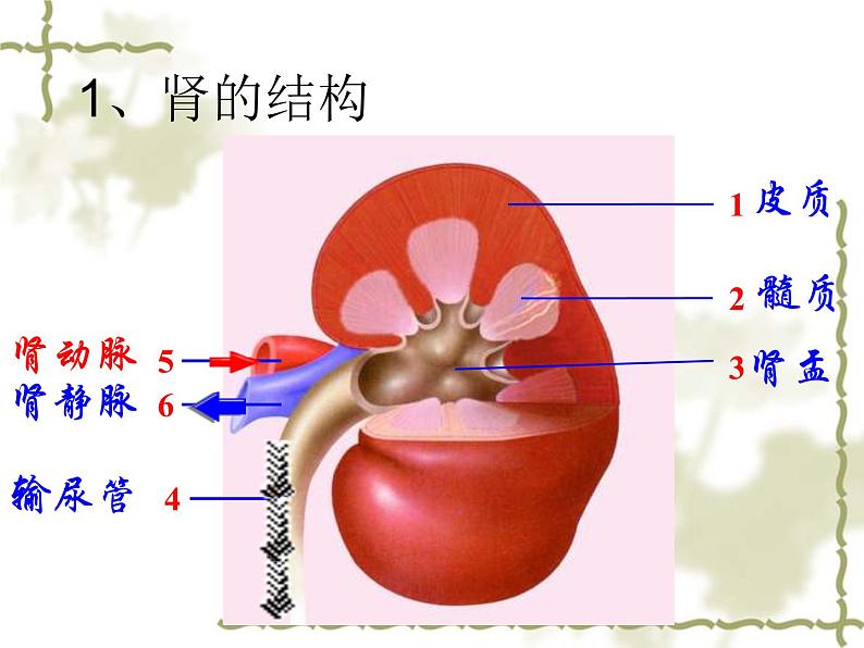 济南版七年级下册生物 4.1尿液的形成和排出 课件07