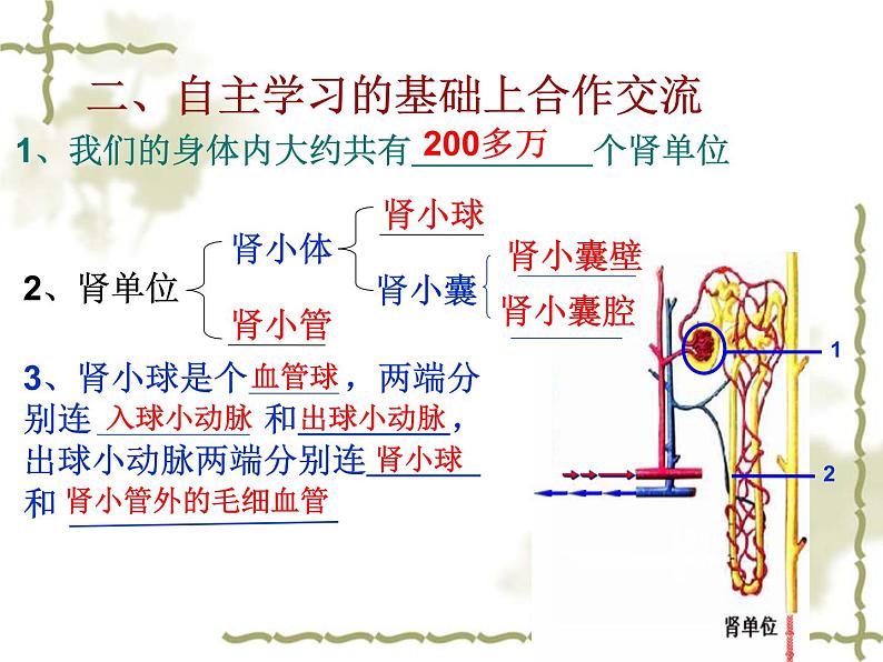 济南版七年级下册生物 4.1尿液的形成和排出 课件08