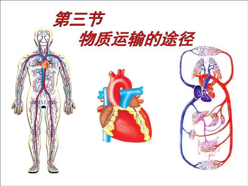 济南版七年级下册生物 3.3物质运输的途径 课件01