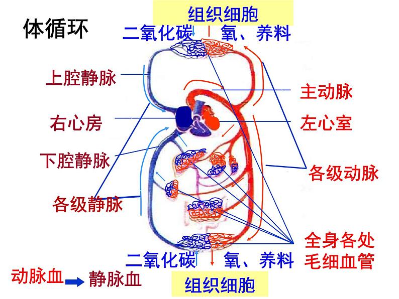 济南版七年级下册生物 3.3物质运输的途径 课件02