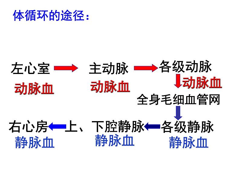 济南版七年级下册生物 3.3物质运输的途径 课件03