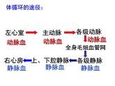 济南版七年级下册生物 3.3物质运输的途径 课件