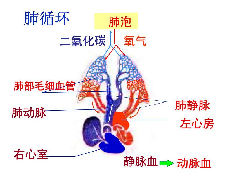 济南版七年级下册生物 3.3物质运输的途径 课件04