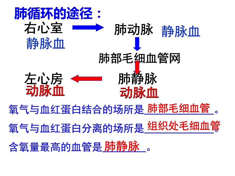 济南版七年级下册生物 3.3物质运输的途径 课件05