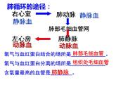 济南版七年级下册生物 3.3物质运输的途径 课件