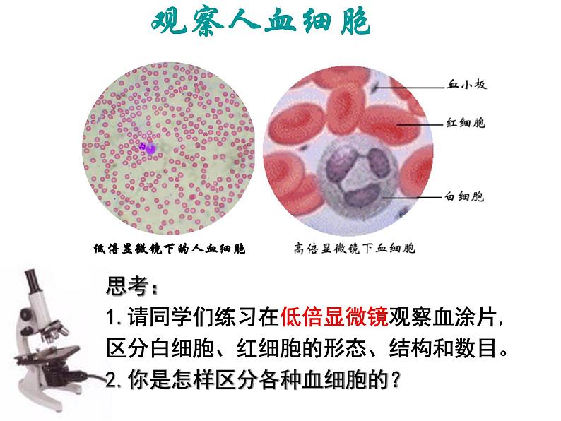 济南版七年级下册生物 3.1物质运输的载体 课件07