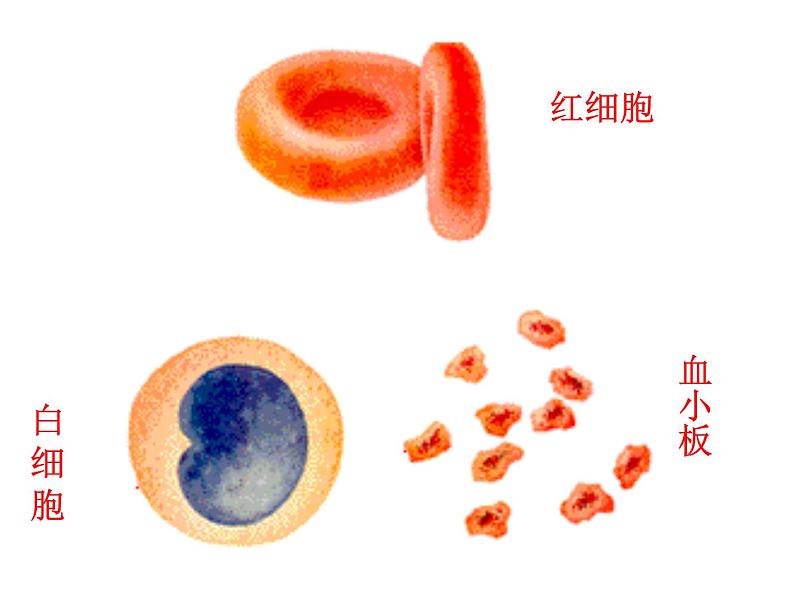 济南版七年级下册生物 3.1物质运输的载体 课件08