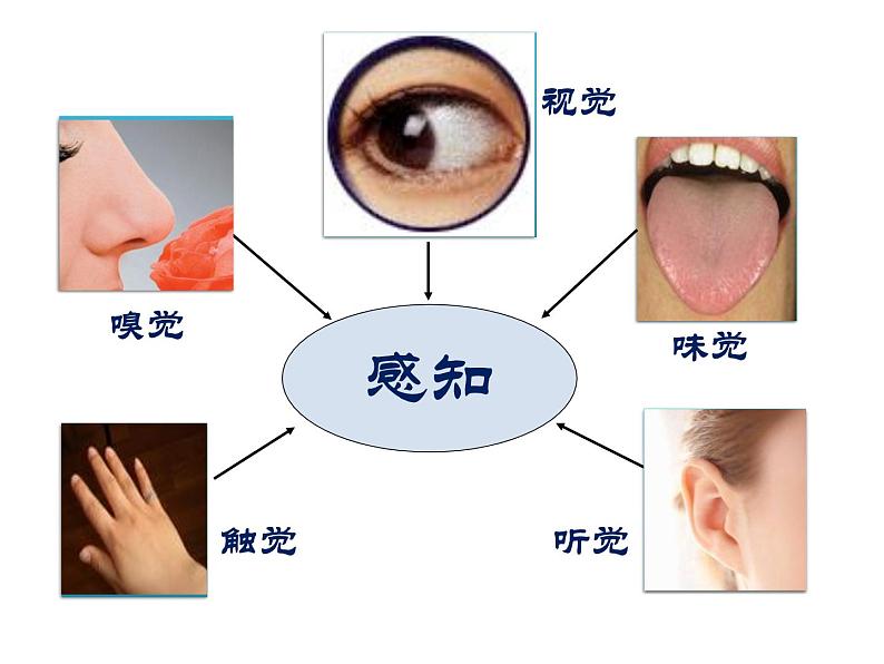 济南版七年级下册生物 5.4人体对周围世界的感知 课件第4页