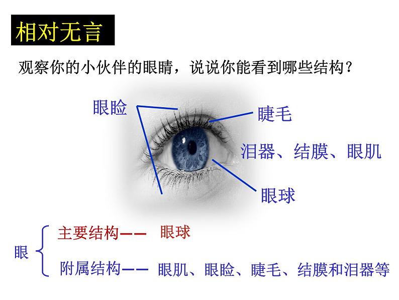 济南版七年级下册生物 5.4人体对周围世界的感知 课件第8页