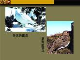 济南社八年级下册生物 5.1.4生物进化的原因 课件