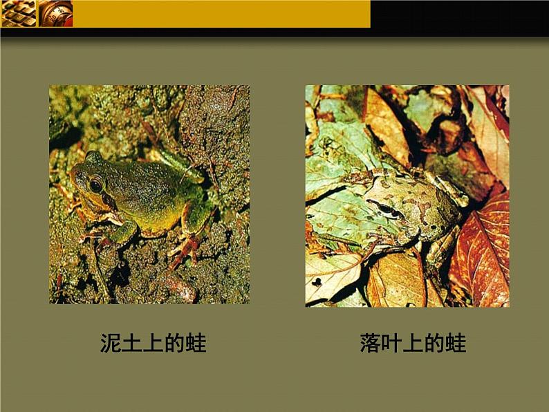 济南社八年级下册生物 5.1.4生物进化的原因 课件第4页